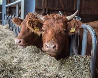 Limousin-Rinder